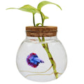 Small Betta Fish Tank Glass Fish Bowls for Betta Fish Goldfish Aquaponic Fish Tank and Plants Cuttings Planter Terrarium Desktop Decorations Gifts