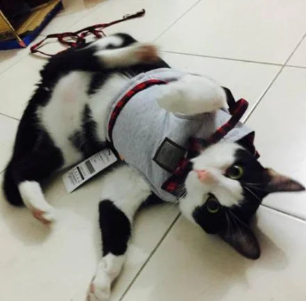 Cat Harness and Leash Set for Kittens and Cats